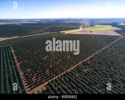 Aerial of the macadamia nut tree plantations that now cover what was till recently sugar cane farmland near Childers Queensland Australia Stock Photo