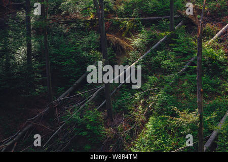 Mountain slopes, forest with many fallen trees after the storm Stock Photo