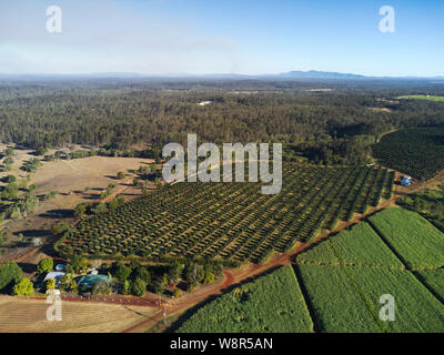 Macadamia nut tree plantation surrounded by the more traditional sugar cane crops near Childers Queensland Australia Stock Photo