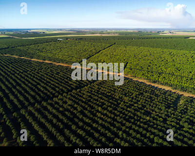 Aerial of an endless plantation of macadamia nut trees the new favourite crop replacing the traditional sugar cane plantations near Childers Queenslan Stock Photo