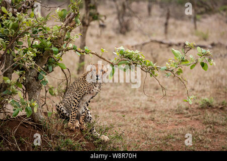 A cheetah in Kruger National Park, South Africa Stock Photo