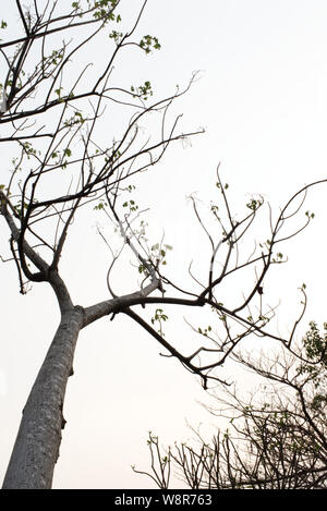 Tree branches without leaves on bright background. Silhouette of twigs and leaves on tree. Stock Photo