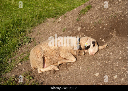 20.06.2019, St. Magdalena, Villnoess, Trentino-Alto, South Tyrol, Italy, Europe - A sheep rests on a pile of soil in the Nature Park of Villnoess. Stock Photo