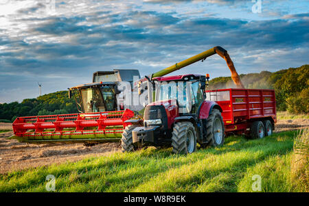 Transfering the wheat from the combine harvester to a trailer to be transported to the fram during a days harvesting Stock Photo