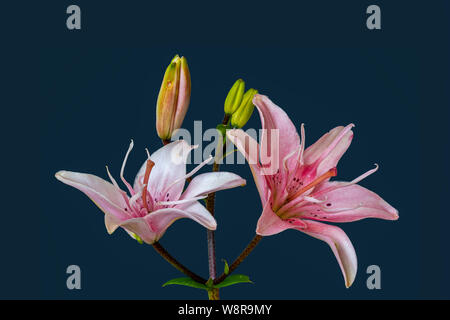 Fine art still life color macro of a pair of wide open white pink daylily blossoms with buds and stem on blue background with detailed texture Stock Photo