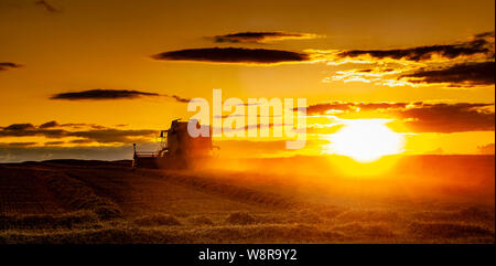 Last light as the sun sets highlighting a combine harvester gathering the harvest in a wheat field Stock Photo