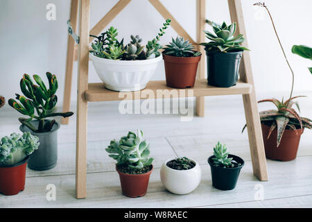 Folding ladder used as shelves for plants against white wall. Stock Photo