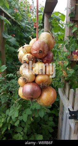 Fresh string of home grown mixed red and white onions Stock Photo