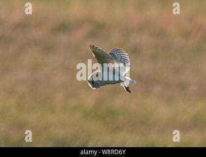 Barn Owl hovering whilst hunting at dusk Stock Photo