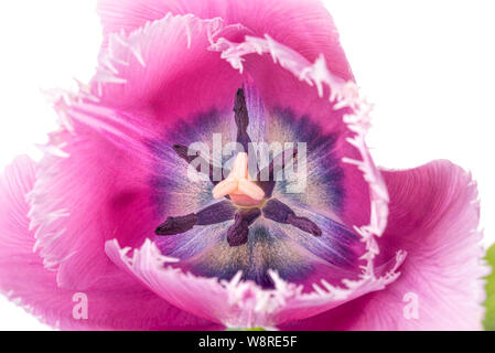 Macro of a pink fringed tulip, tulipa crispa, on white background Stock Photo