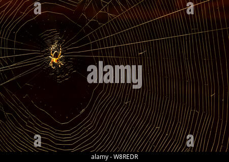 Glowing domestic house spider in the corner close-up on a dark background Stock Photo