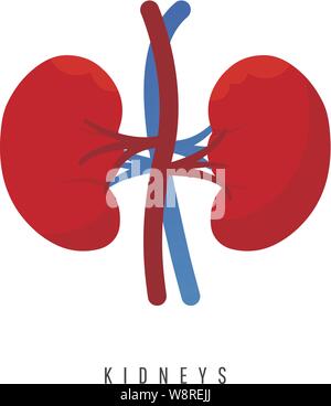 World kidney day card icon with cute cartoon couple of kidneys on white background. Stock Vector