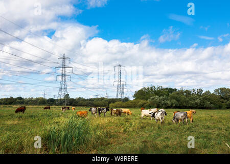 Cows grazing in a field with electricity pylons, Lower Test Nature Reserve, Totton, Nursling, River Test estuary, Redbridge, Southampton, Hampshire Stock Photo