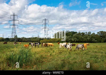 Cows grazing in a field with electricity pylons, Lower Test Nature Reserve, Totton, Nursling, River Test estuary, Redbridge, Southampton, Hampshire Stock Photo