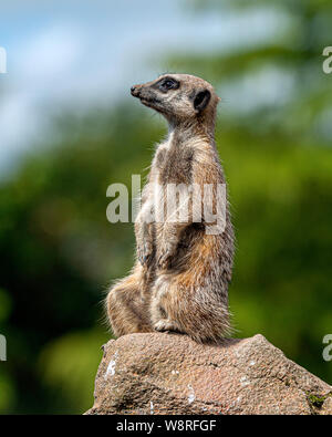 Meerkat sitting on rock keeping lookout at Exmoor Zoo. Stock Photo