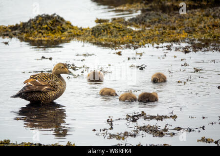 Common Eider hen with ducklings Stock Photo