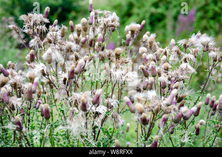 Fluffy white parachutes bearing seeds burst from seed heads belonging to thistles in a field. Stock Photo