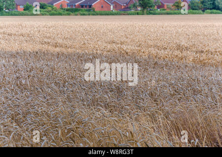Looking across a field of wheat with houses from the village of Perton in South Staffordshire in the distance. Stock Photo