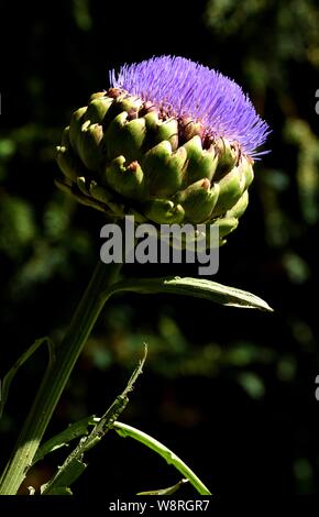 Closeup of globe artichoke in flower. Stock Photo