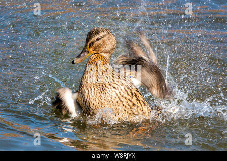 Female mallard (Anas platyrhynchos) in a river Stock Photo