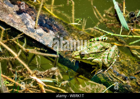 Caucasian parsley frog (Pelodytes caucasicus) in a pond Stock Photo
