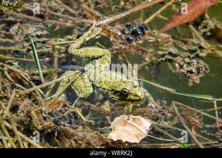 Caucasian parsley frog (Pelodytes caucasicus) in a pond Stock Photo