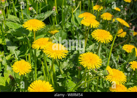 Yellow dandelion heads in green grass. Flowering dandelions on a meadow in nature. Background Wallpaper Stock Photo