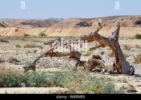Dead Acacia tree in the desert Stock Photo
