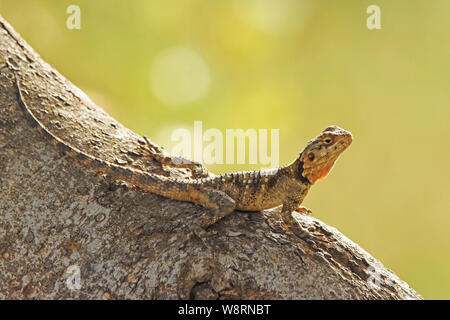 Agama lizard on tree trunk Stock Photo