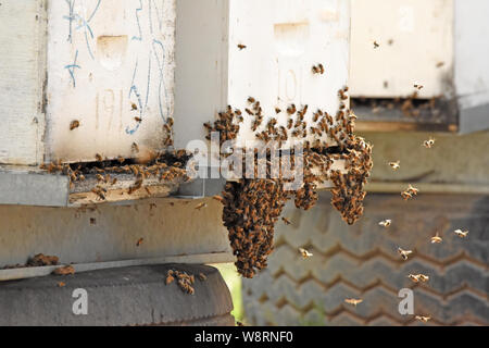 Active beehive Stock Photo