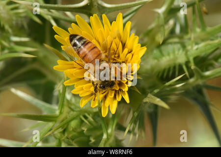 Bee on yellow thorn flower Stock Photo