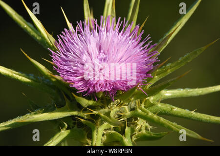 Silybum marianum, Holy Thistle, Milk Thistle Stock Photo