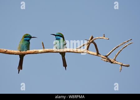 Green Bee Eater, Merops orientalis Stock Photo