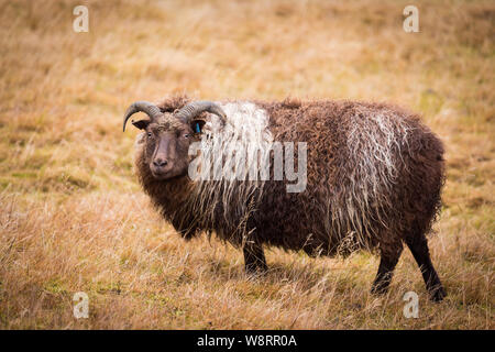 Icelandic sheep in the wild Stock Photo