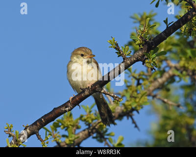 Graceful Prinia, Prinia gracilis Stock Photo