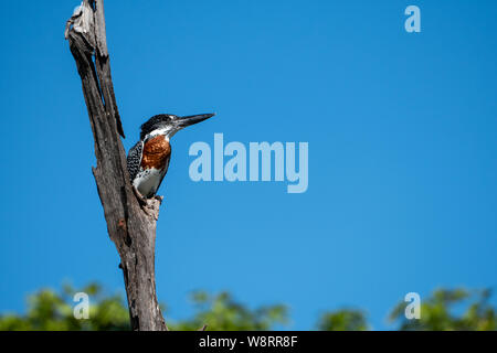 Giant kingfisher (Megaceryle maxima) perched on a dry branch. This bird is the largest kingfisher in Africa and is found over most of the continent so Stock Photo