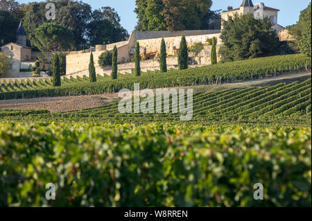 Ripe red grapes on rows of vines in vienyard of Clos La Madeleine  before the wine harvest in Saint Emilion region. France Stock Photo