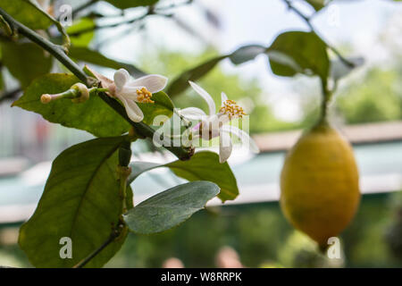 Ripe lemon fruit hangs on a branch next to the flowers of a lemon tree. Flowering and fruiting lemon tree at the same time. White flowers and yellow l Stock Photo
