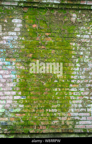 Brick wall covered with green moss. Old brick wall is wet and covered with thick moss. Texture Background. Plants growing on stones and walls Stock Photo
