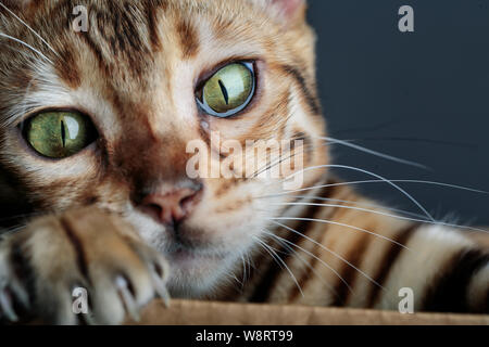 Portrait of Young Bengal Cat having fun in her in Cardboard Box Stock Photo