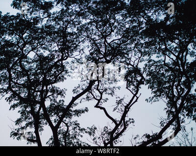 Silhouette of Rain Tree East Indian Walnut,Monkey Pod Stock Photo