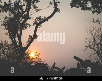 Silhouette of Rain Tree East Indian Walnut,Monkey Pod with sunlight Stock Photo