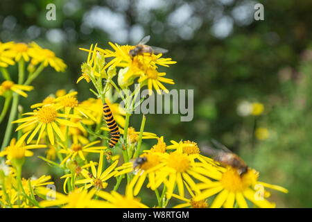Orange-black cinnabar moth caterpillar on blossom ragwort flowers Stock Photo