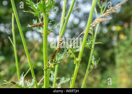 Orange-black cinnabar moth caterpillars on green steems of Ragwort flower Stock Photo