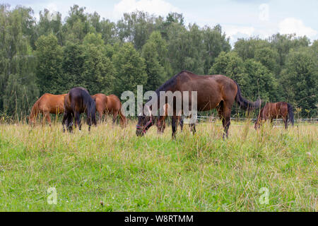 A herd of horses grazes on a summer green meadow. Horse harness eating grass Stock Photo