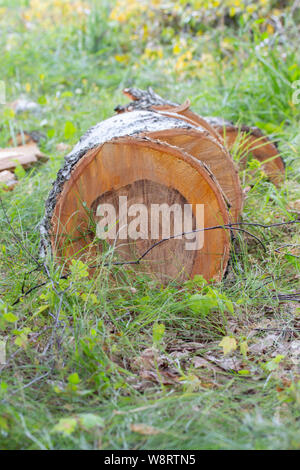 A sawn birch trunk lies on the grass, a beautiful cut of a tree with perennial rings, vertical. Natural birch trunk, cut Stock Photo