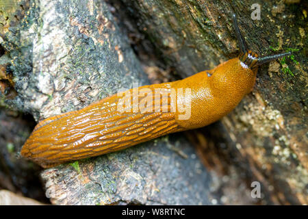 Spanish slug Red roadside Arion vulgaris, close-up. Animal clam yellow brown fully, top view in nature Stock Photo