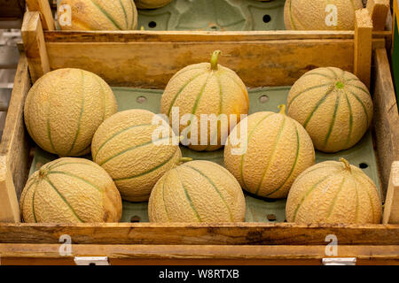 Charentais melons in a wooden box, ripe little melon on the counter of the farmers market. Harvesting vegetable, horizontal Stock Photo
