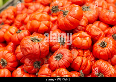 Solanum gilo, Scarlet eggplant, for sale, Stock Video