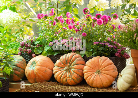 Three large pumpkins on the counter, a beautiful farmer's farm, blooming pink asters. Harvest Festival, autumn horizontal Stock Photo